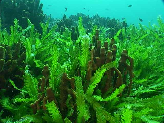 جلبک دریایی