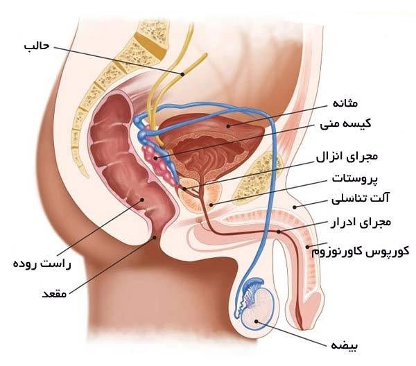 علت بزرگ شدن پروستات چیست؟